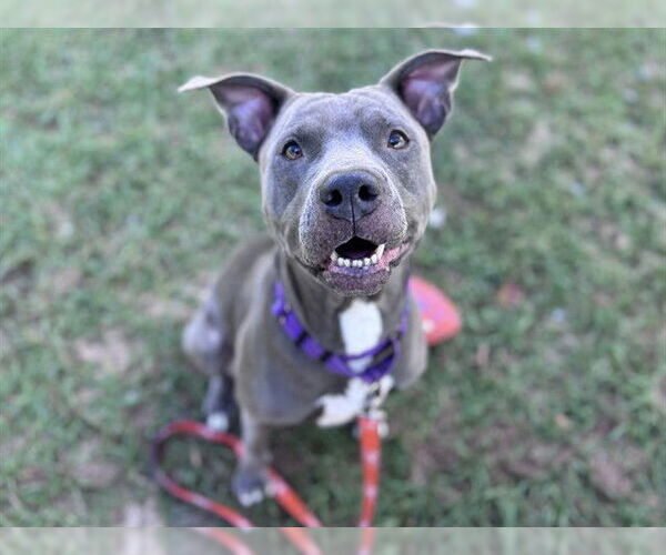 Medium Photo #2 American Pit Bull Terrier-Unknown Mix Puppy For Sale in Tavares, FL, USA