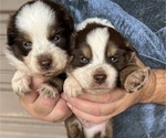 Puppy Puppy 6 Australian Shepherd