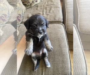Chihuahua-Sharberian Husky Mix Puppy for sale in TRACY, CA, USA