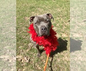 American Pit Bull Terrier-American Staffordshire Terrier Mix Dogs for adoption in Brewster, NY, USA