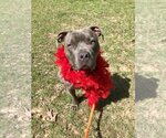 Small American Pit Bull Terrier-American Staffordshire Terrier Mix