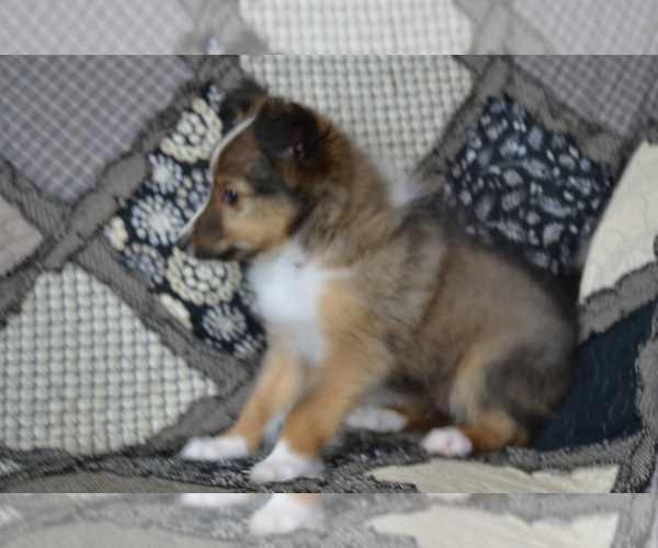 Medium Photo #3 Shetland Sheepdog Puppy For Sale in GREENWOOD, WI, USA