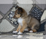 Small Photo #3 Shetland Sheepdog Puppy For Sale in GREENWOOD, WI, USA