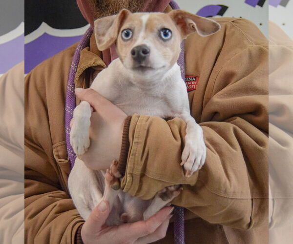 Medium Photo #3 Italian Greyhound-Unknown Mix Puppy For Sale in Huntley, IL, USA