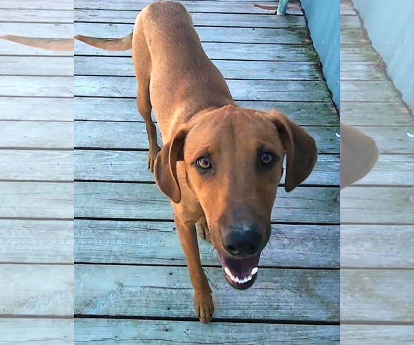 Medium Photo #16 Labrador Retriever-Unknown Mix Puppy For Sale in Murfreesboro, NC, USA