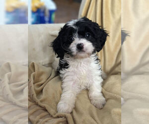 Cavalier King Charles Spaniel-Poodle (Toy) Mix Puppy for sale in MOUNT CLEMENS, MI, USA