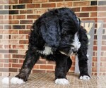 Small #6 F2 Aussiedoodle