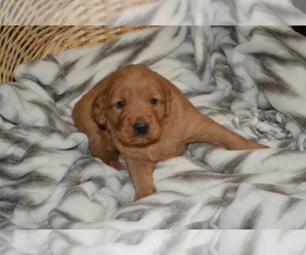 Medium Photo #1 Golden Retriever Puppy For Sale in GREENWOOD, WI, USA