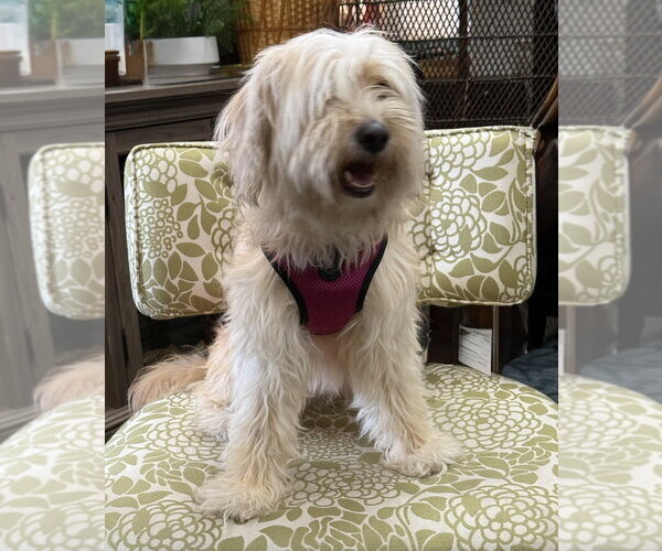 Medium Photo #3 Unknown-Wheaten Terrier Mix Puppy For Sale in Mundelein, IL, USA