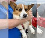 Small #1 Pembroke Welsh Corgi