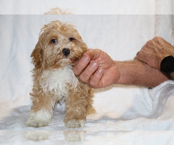 Medium Photo #23 Cockapoo (Miniature) Puppy For Sale in DYERSBURG, TN, USA