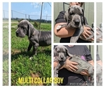 Small Photo #2 Great Dane Puppy For Sale in GREENVILLE, NC, USA