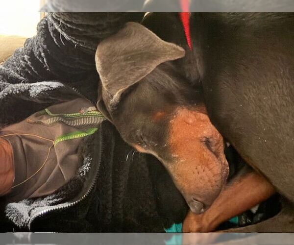 Medium Photo #4 Doberman Pinscher Puppy For Sale in Omaha, NE, USA