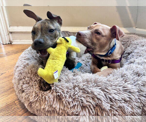 Medium Photo #25 Mutt Puppy For Sale in Philadelphia, PA, USA