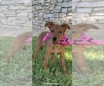 Small #4 Mutt