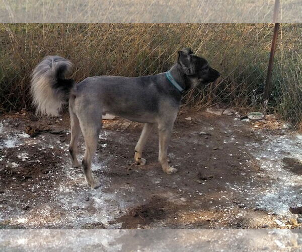 Medium Photo #7 German Shepherd Dog-Unknown Mix Puppy For Sale in Orange Grove, TX, USA
