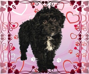 Bernedoodle (Miniature) Puppy for Sale in PEYTON, Colorado USA