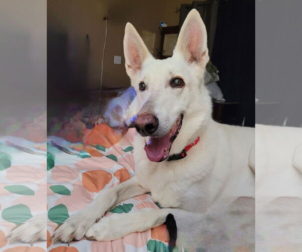 Medium Photo #4 German Shepherd Dog Puppy For Sale in Tampa, FL, USA