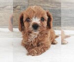 Puppy Puppy 1 Female Cavapoo