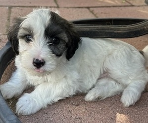 Maltipoo Puppy for sale in SANTEE, CA, USA