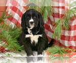 Small Photo #8 Bernedoodle Puppy For Sale in ELDORADO, OH, USA