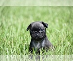 Small #3 Pug