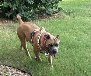 Mother of the Cane Corso puppies born on 12/21/2025