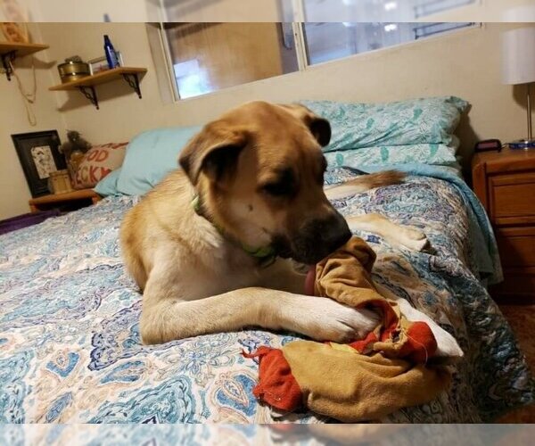 Medium Photo #4 Anatolian Shepherd-Unknown Mix Puppy For Sale in Vail, AZ, USA
