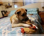 Small Photo #4 Anatolian Shepherd-Unknown Mix Puppy For Sale in Vail, AZ, USA