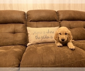 Golden Retriever Puppy for Sale in RICKMAN, Tennessee USA