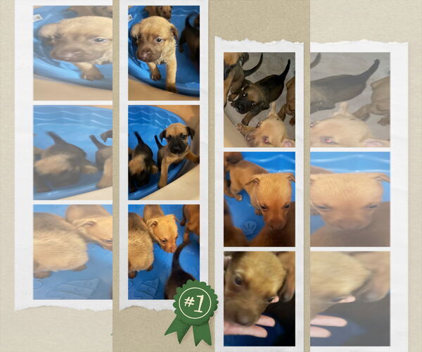 Medium Photo #3 American Staffordshire Terrier-Unknown Mix Puppy For Sale in columbia, SC, USA