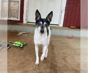Rat Terrier-Unknown Mix Dogs for adoption in Sequim, WA, USA