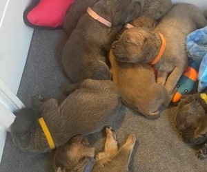 Cane Corso Puppy for Sale in ECLECTIC, Alabama USA