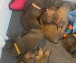Small Cane Corso