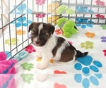 Image preview for Ad Listing. Nickname: Tucker