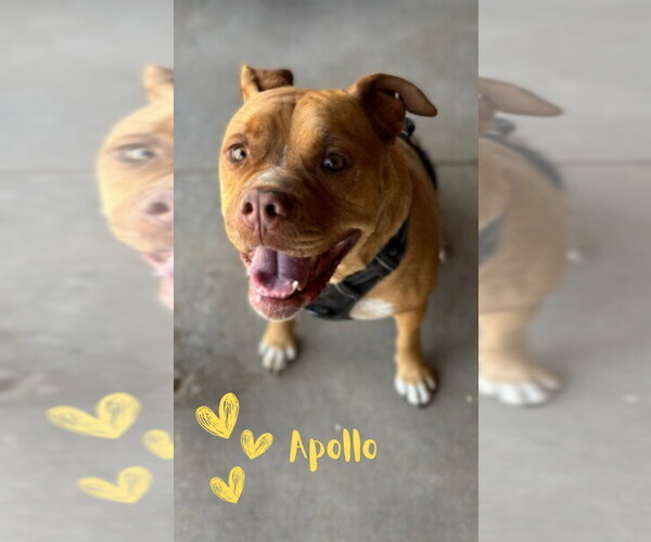 Medium Photo #14 American Staffordshire Terrier-Boxer Mix Puppy For Sale in Monte Vista, CO, USA