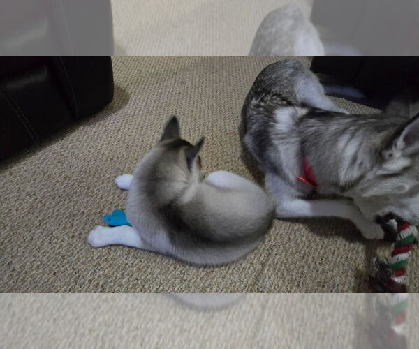 Medium Photo #54 Siberian Husky Puppy For Sale in KING GEORGE, VA, USA