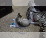 Small Photo #54 Siberian Husky Puppy For Sale in KING GEORGE, VA, USA