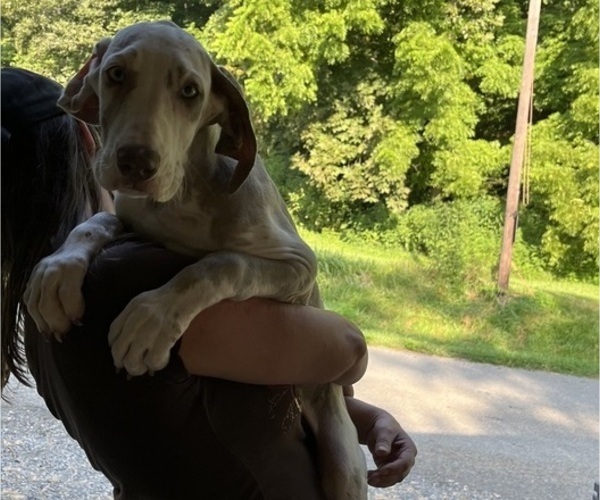 Medium Photo #18 Great Dane Puppy For Sale in SPRAGGS, PA, USA
