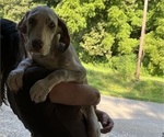 Small Photo #53 Great Dane Puppy For Sale in SPRAGGS, PA, USA
