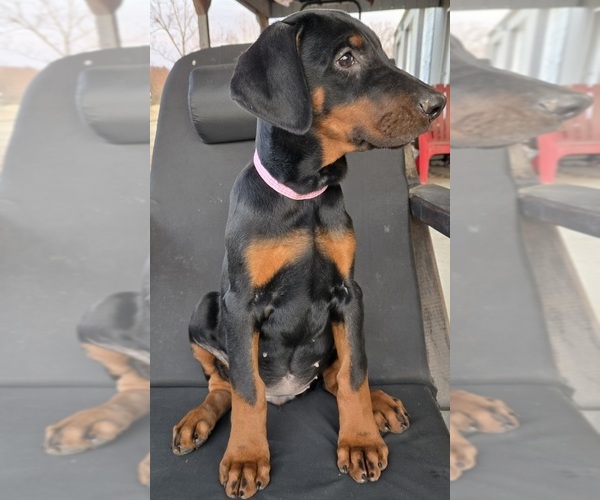Medium Photo #4 Doberman Pinscher Puppy For Sale in BEGGS, OK, USA