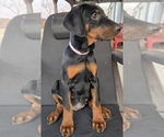 Small Photo #49 Doberman Pinscher Puppy For Sale in BEGGS, OK, USA