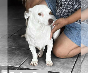 Chihuahua-Unknown Mix Dogs for adoption in Vail, AZ, USA