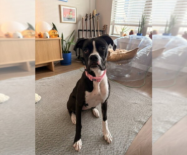 Medium Photo #7 Boxer Puppy For Sale in  Katy, TX, USA