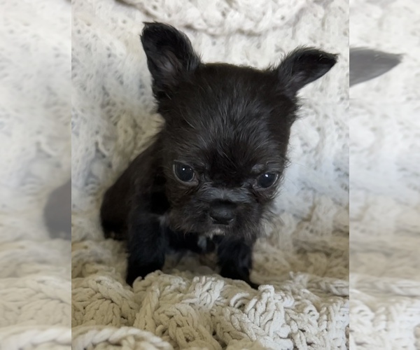Medium Photo #16 French Bulldog Puppy For Sale in DENTON, MD, USA