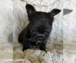 Small #15 French Bulldog