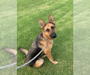 Beauty - Female German Shepherd Dog Dog for Adoption - Photo #14