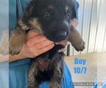 Small Photo #2 German Shepherd Dog Puppy For Sale in OWINGSVILLE, KY, USA