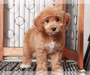 Cavapoo Puppy for Sale in NAPLES, Florida USA