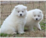 Small Photo #7 Samoyed Puppy For Sale in BAXTER, TN, USA